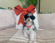 11 week old Poodle Puppy For Sale - Lone Star Pups
