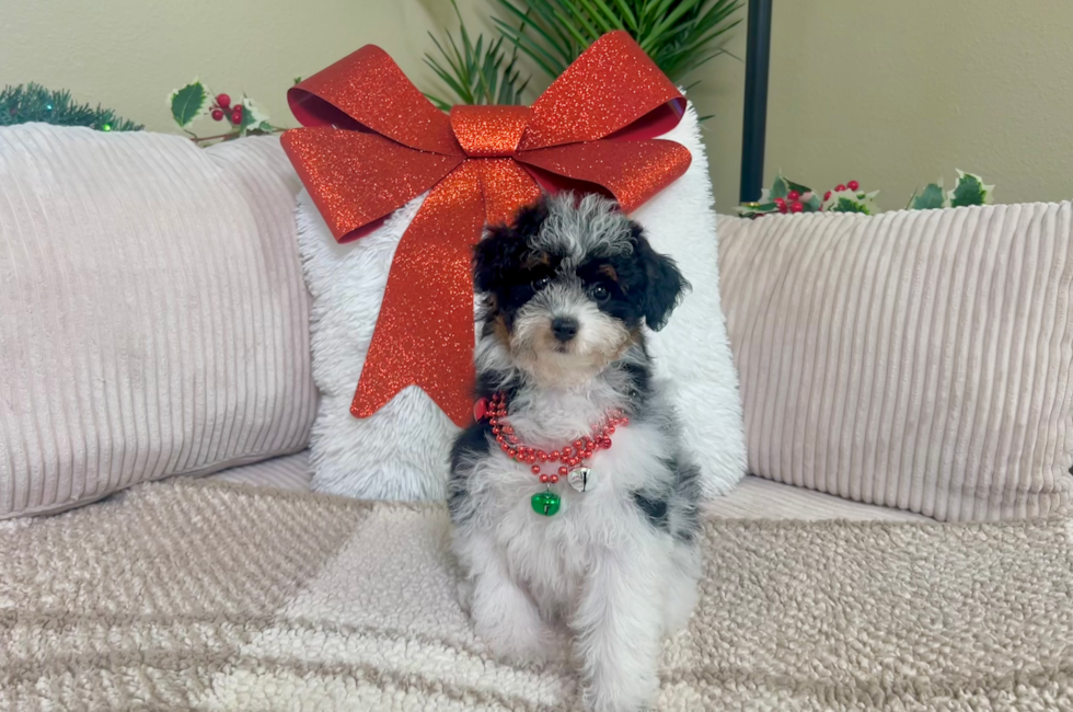 11 week old Poodle Puppy For Sale - Lone Star Pups