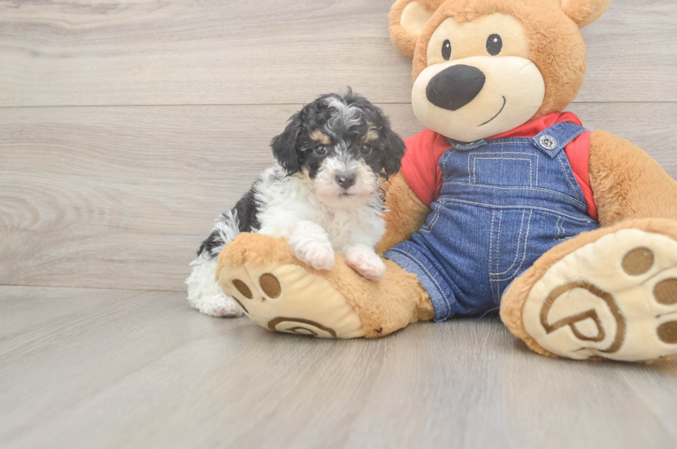 6 week old Poodle Puppy For Sale - Lone Star Pups
