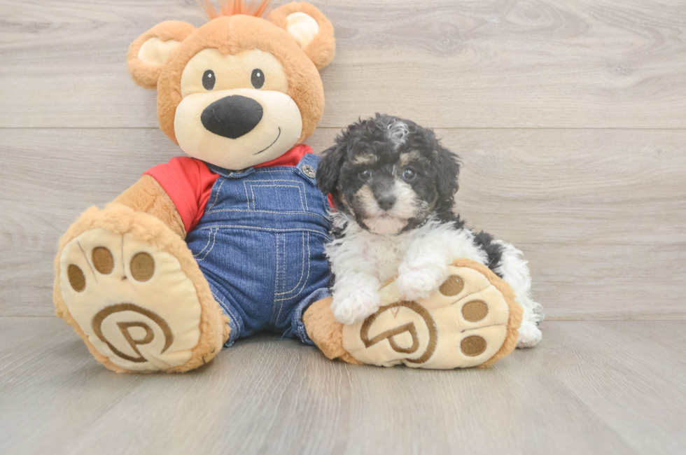 6 week old Poodle Puppy For Sale - Lone Star Pups