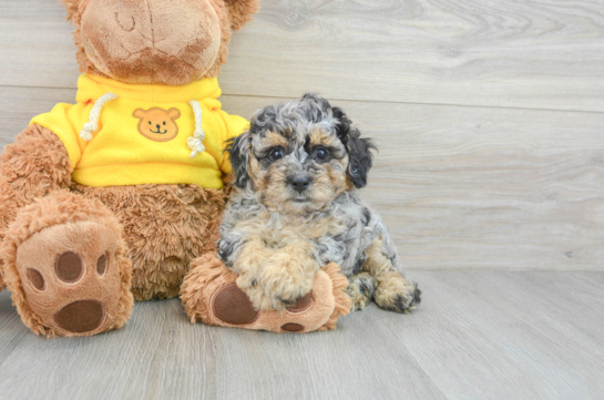 Best Poodle Baby