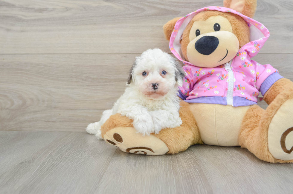 7 week old Poodle Puppy For Sale - Lone Star Pups