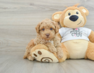 7 week old Poodle Puppy For Sale - Lone Star Pups