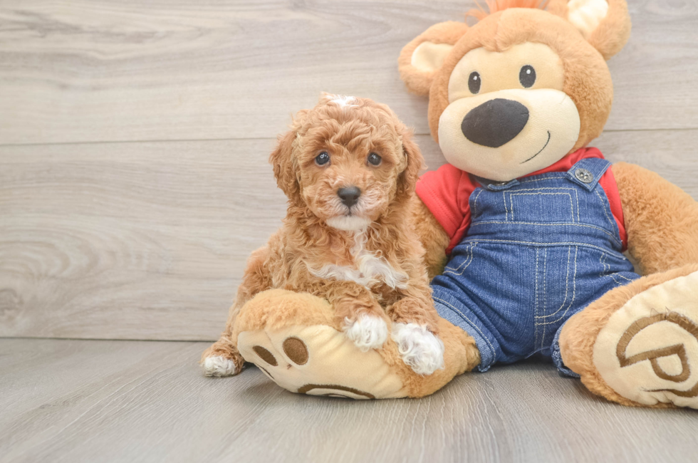 10 week old Poodle Puppy For Sale - Lone Star Pups