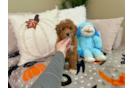 Cute Poodle Purebred Pup