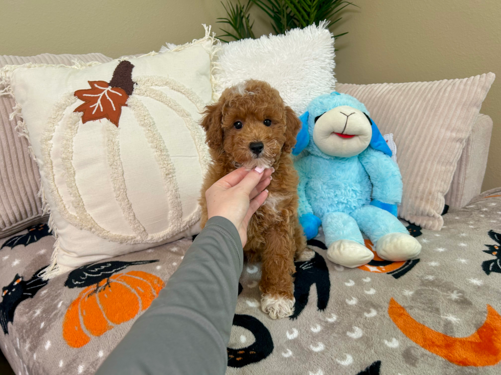 Cute Poodle Purebred Pup