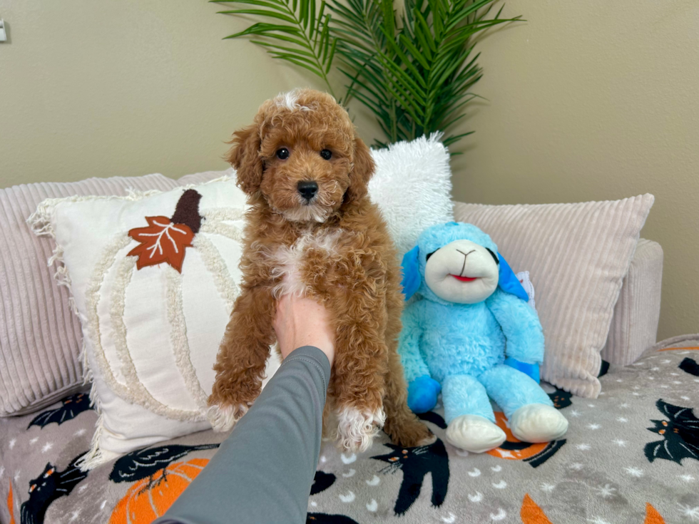 Poodle Puppy for Adoption