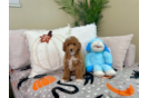 Cute Poodle Purebred Pup