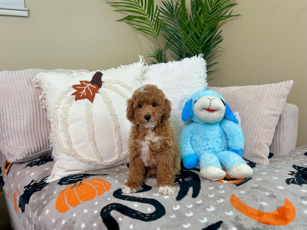Cute Poodle Purebred Pup