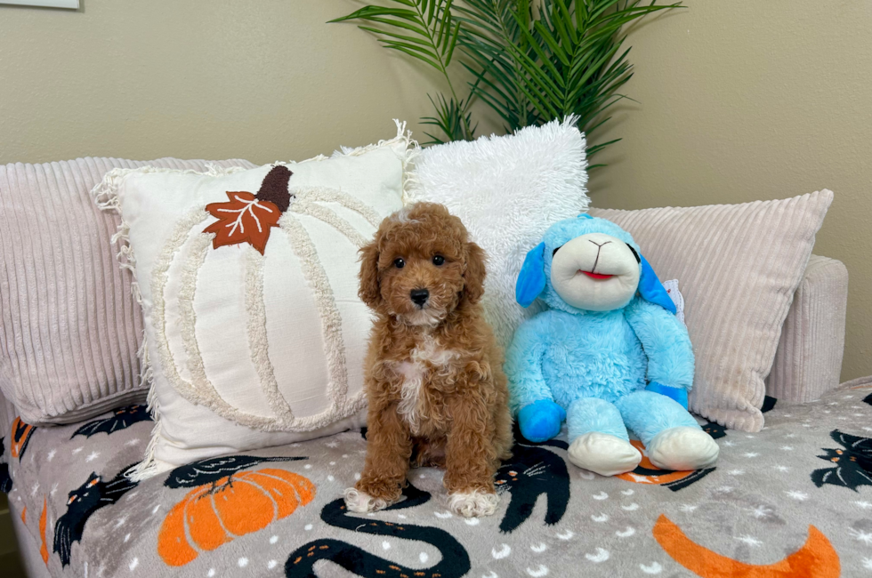 10 week old Poodle Puppy For Sale - Lone Star Pups