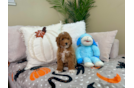 Best Poodle Baby