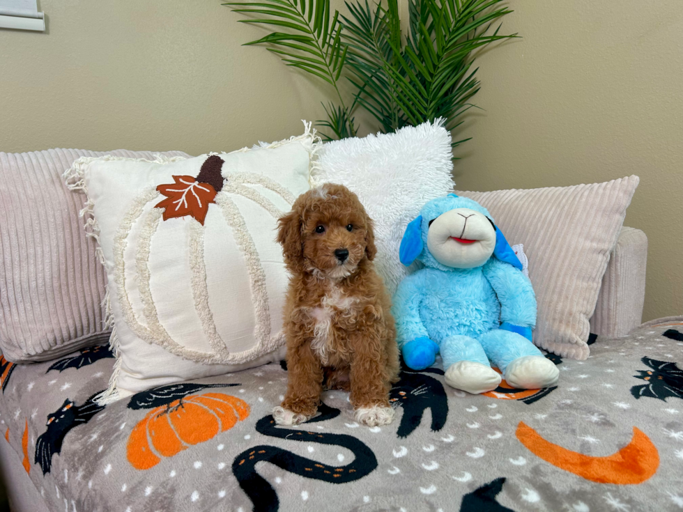 Best Poodle Baby