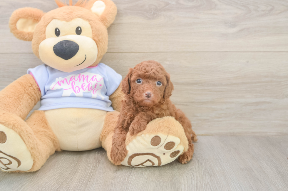 5 week old Poodle Puppy For Sale - Lone Star Pups