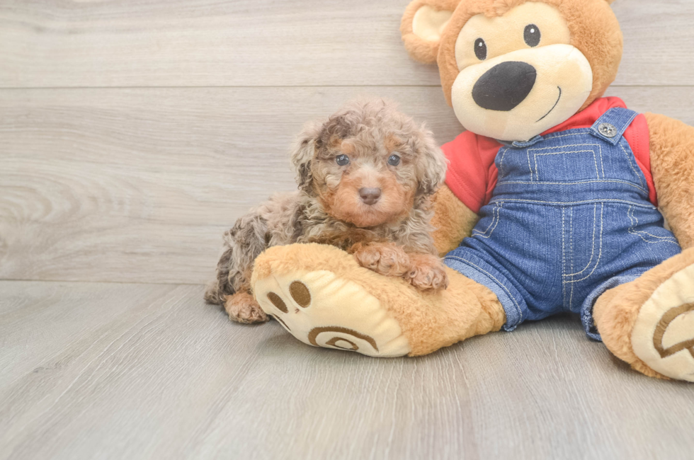 6 week old Poodle Puppy For Sale - Lone Star Pups