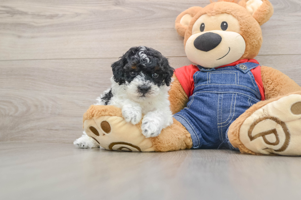 Little Poodle Purebred Pup