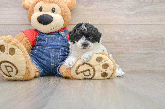 Petite Toy Poodle Purebred Puppy