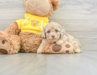 8 week old Poodle Puppy For Sale - Lone Star Pups