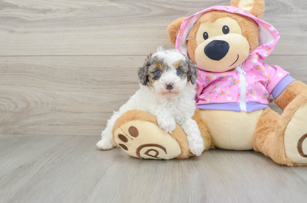 7 week old Poodle Puppy For Sale - Lone Star Pups