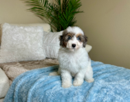 11 week old Poodle Puppy For Sale - Lone Star Pups