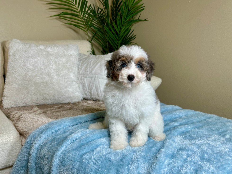 Poodle Puppy for Adoption