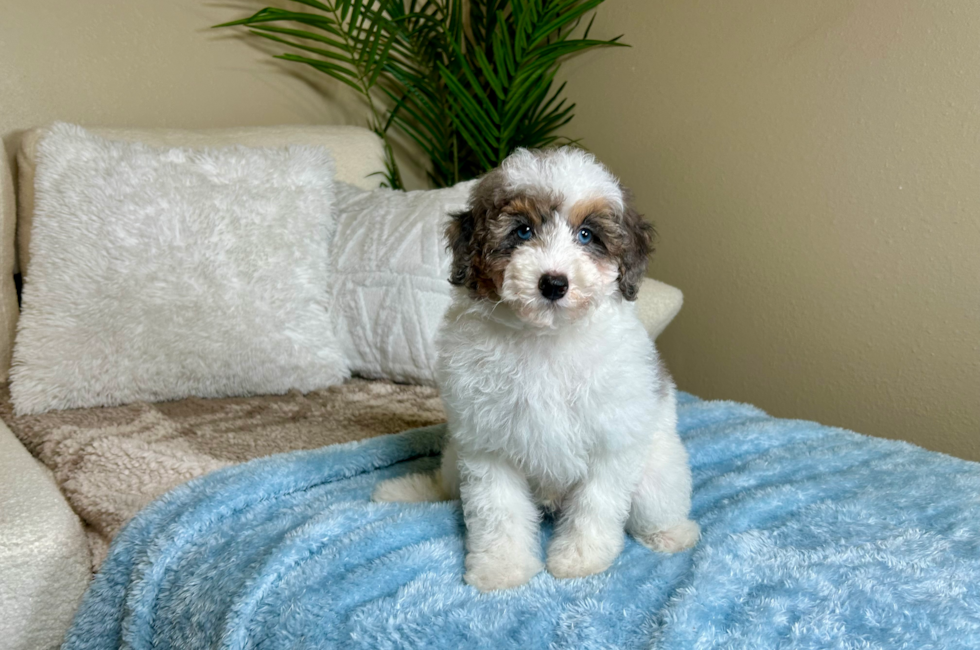 10 week old Poodle Puppy For Sale - Lone Star Pups