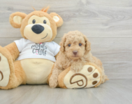 7 week old Poodle Puppy For Sale - Lone Star Pups