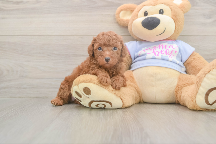 Poodle Pup Being Cute