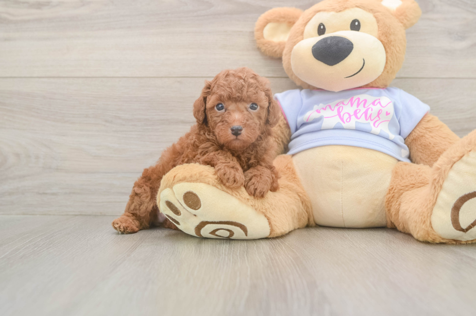 5 week old Poodle Puppy For Sale - Lone Star Pups