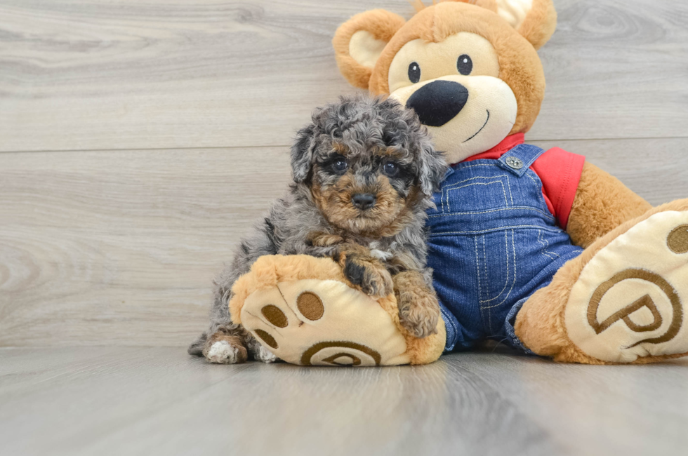 6 week old Poodle Puppy For Sale - Lone Star Pups