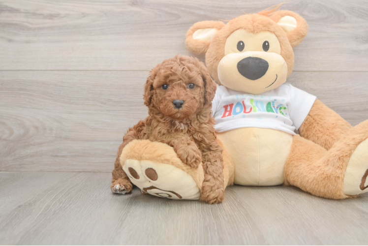 Hypoallergenic Poodle Baby