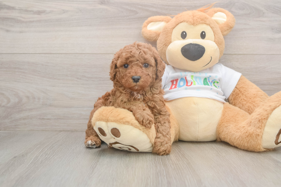 Hypoallergenic Poodle Baby