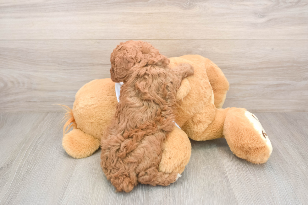 Poodle Puppy for Adoption