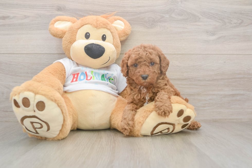 Petite Pudel Purebred Puppy