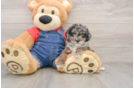 Adorable Toy Poodle Purebred Puppy