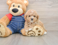 7 week old Poodle Puppy For Sale - Lone Star Pups