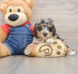8 week old Poodle Puppy For Sale - Lone Star Pups