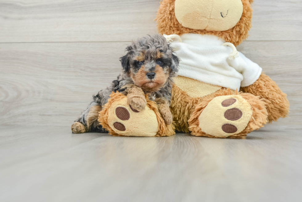 Playful Poodle Baby