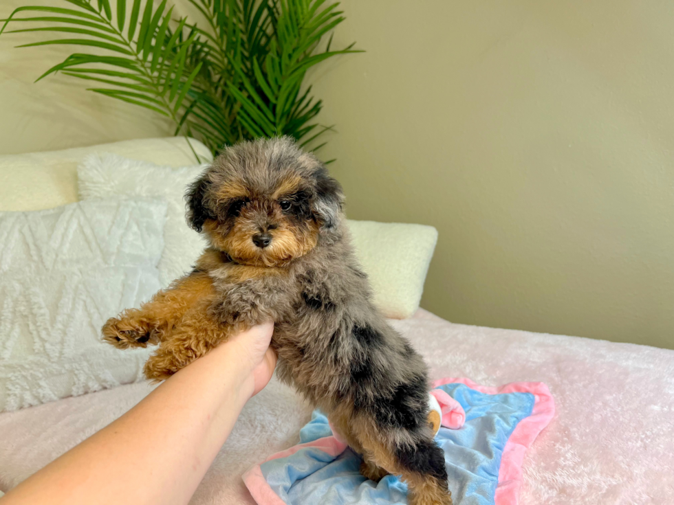 Cute Poodle Purebred Pup