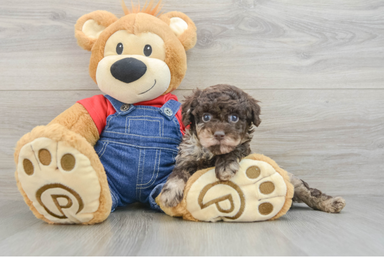 Poodle Puppy for Adoption