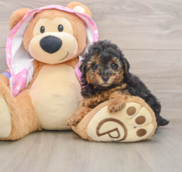 7 week old Poodle Puppy For Sale - Lone Star Pups