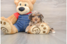 Playful Poodle Purebred Pup