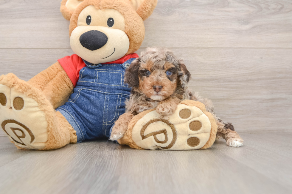Playful Poodle Purebred Pup