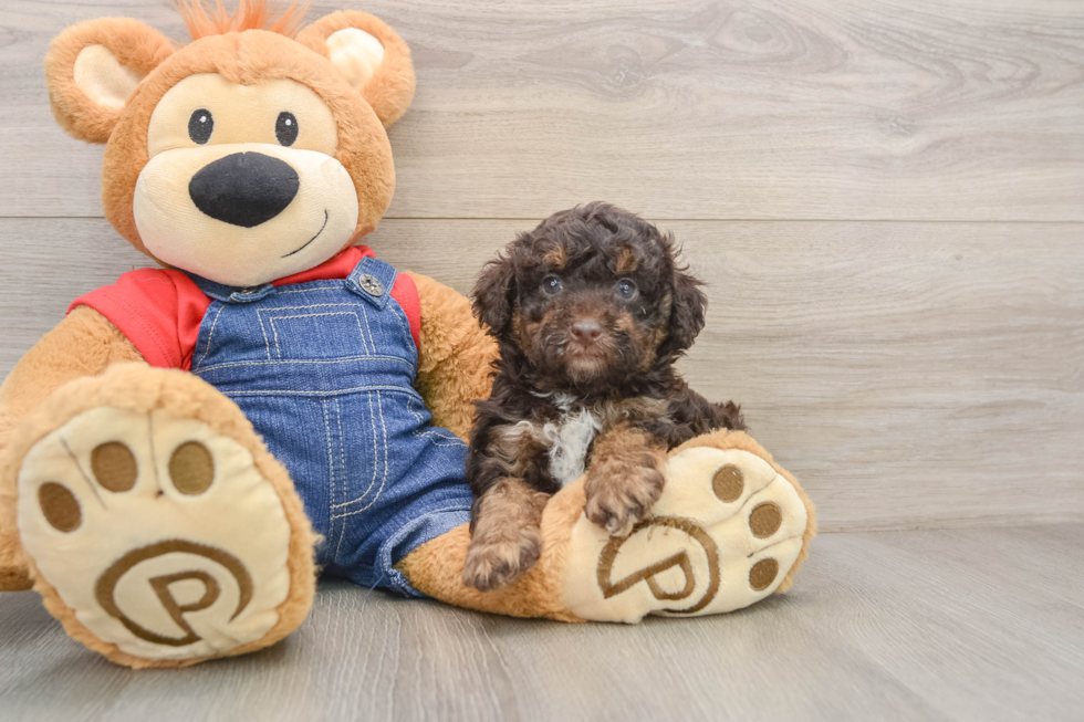 Funny Poodle Purebred Pup