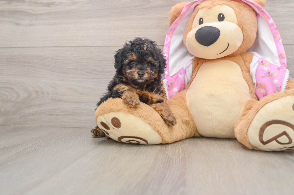 Poodle Puppy for Adoption