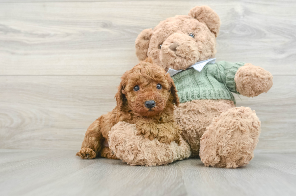 6 week old Poodle Puppy For Sale - Lone Star Pups