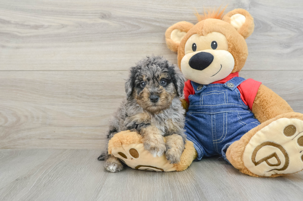 6 week old Poodle Puppy For Sale - Lone Star Pups