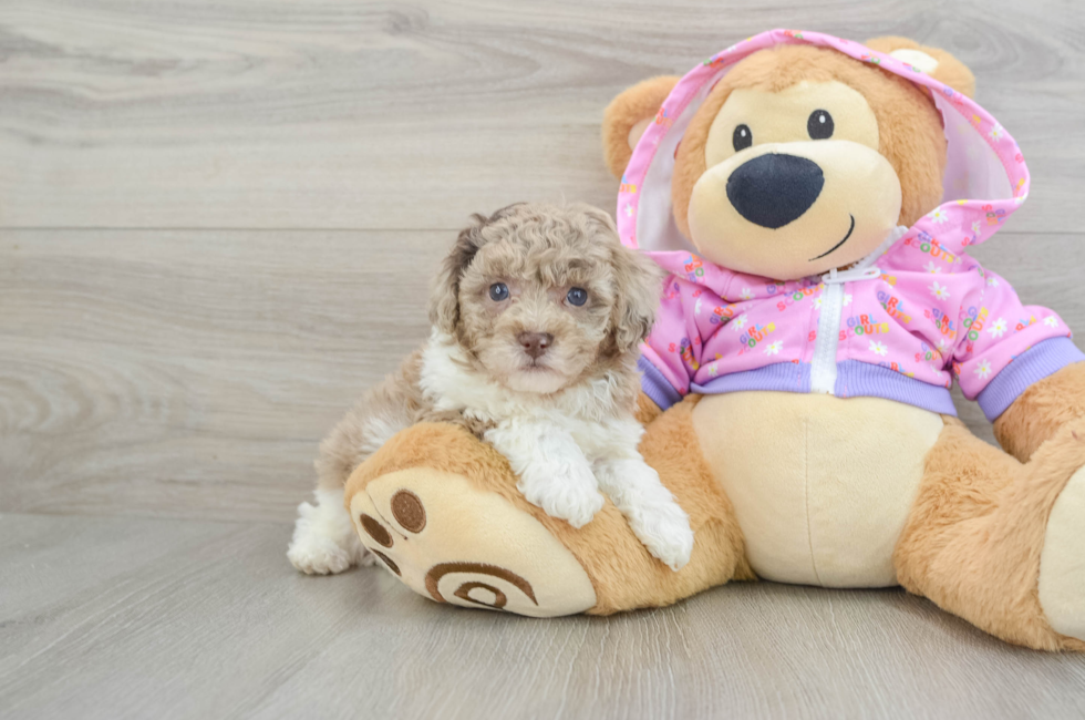 6 week old Poodle Puppy For Sale - Lone Star Pups