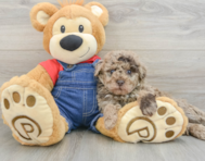 8 week old Poodle Puppy For Sale - Lone Star Pups