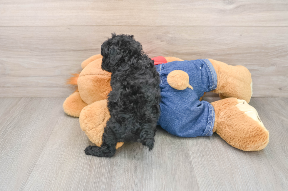 Hypoallergenic Poodle Purebred Pup