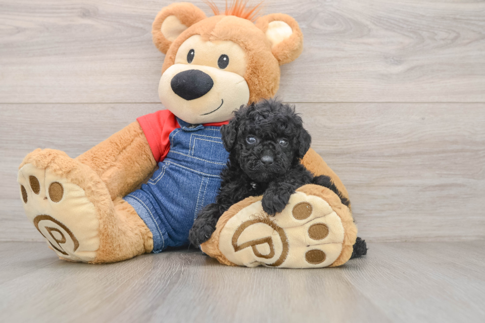 Poodle Puppy for Adoption